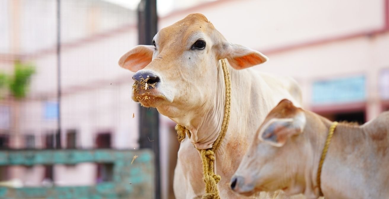 Love for Mother Cow